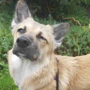 Meet your Posher, Rosie